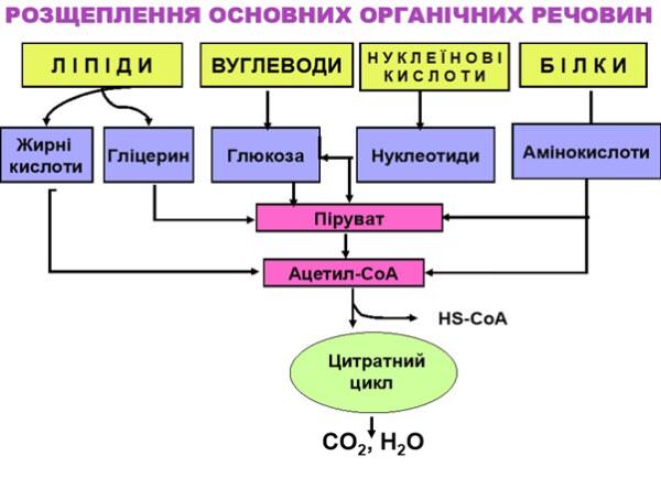 Схеми до ЗНО з біології