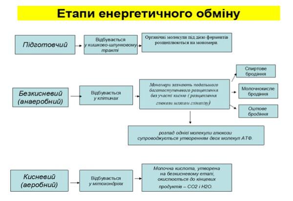 Схеми до вивчення біології